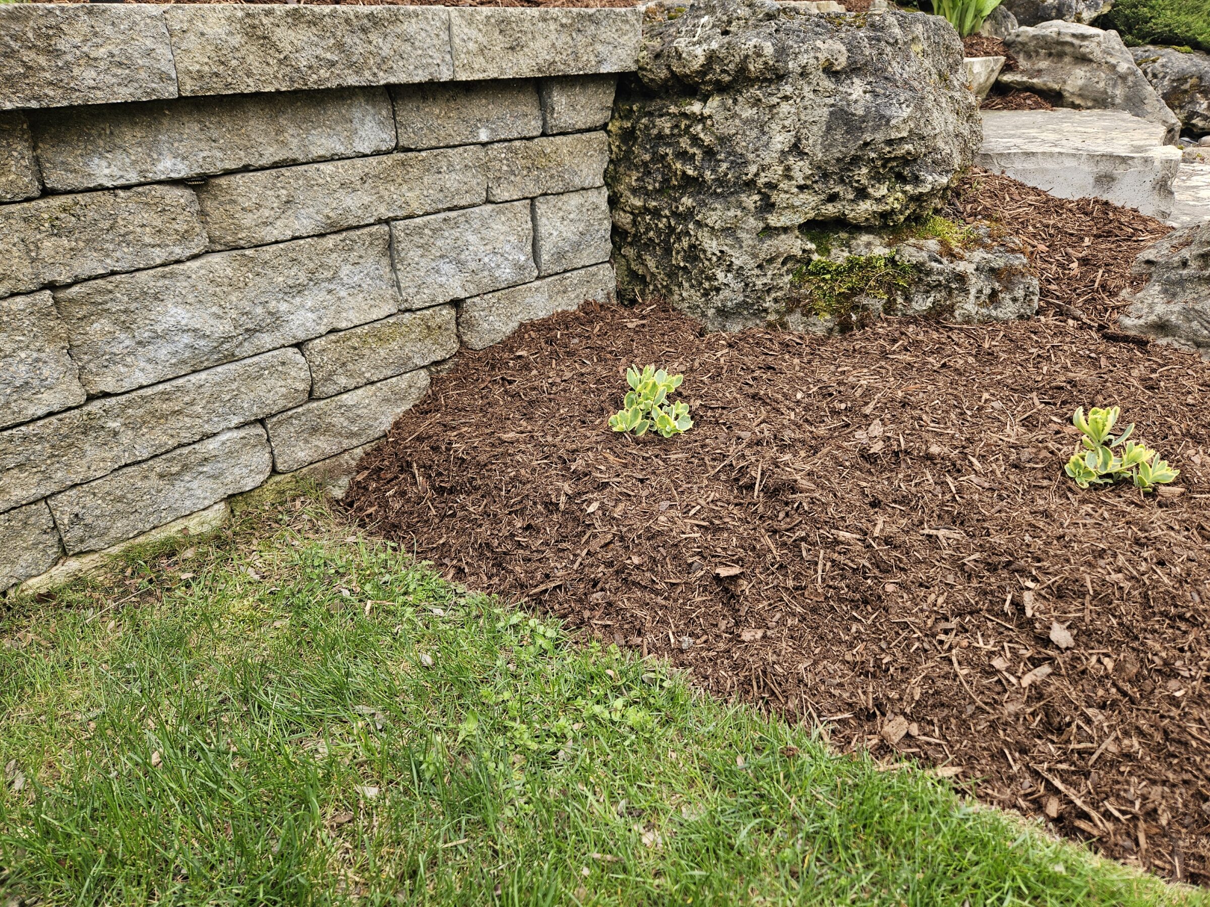 A stone retaining wall and rock are adjacent to a mulched garden bed with small green plants, bordered by grass.