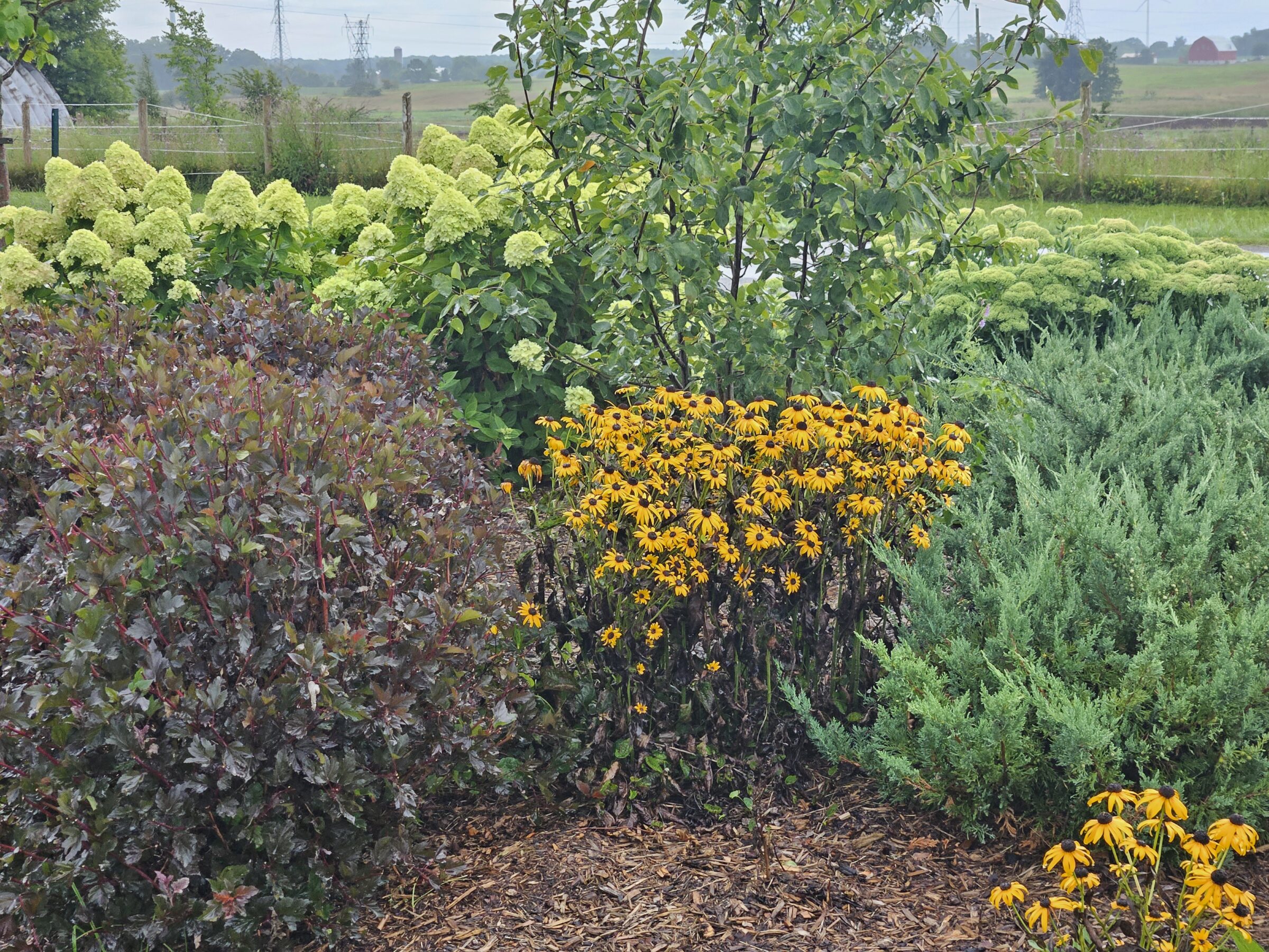 A vibrant garden with yellow flowers, green shrubs, and a distant field. Electrical towers and a red barn are visible in the background.