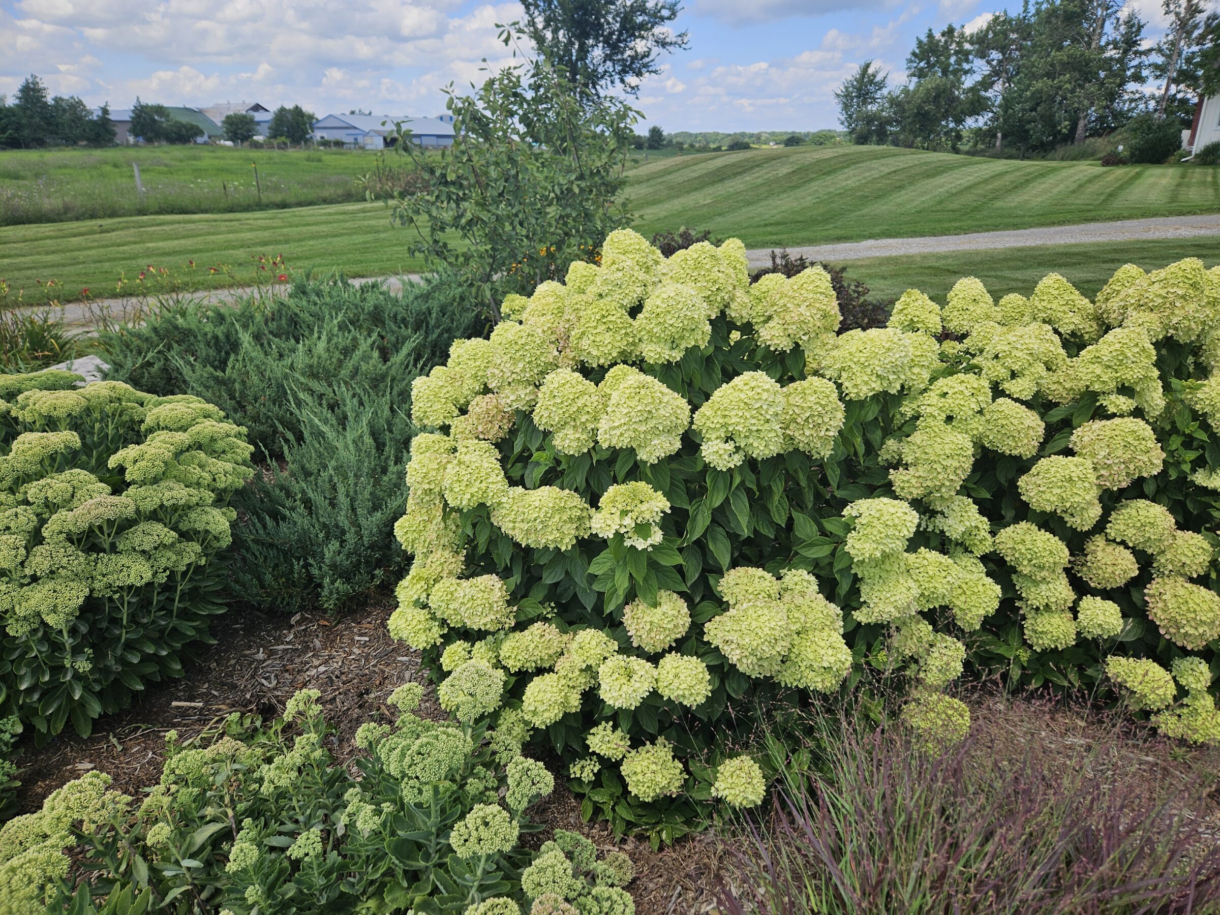 Lush garden with blooming hydrangeas in the foreground, expansive green lawn and trees in the background under a cloudy blue sky.