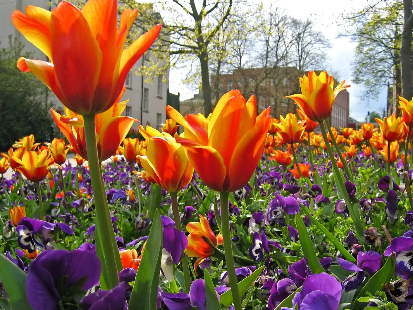 A vibrant flower bed with orange tulips and purple pansies in a park setting with buildings and trees in the background.