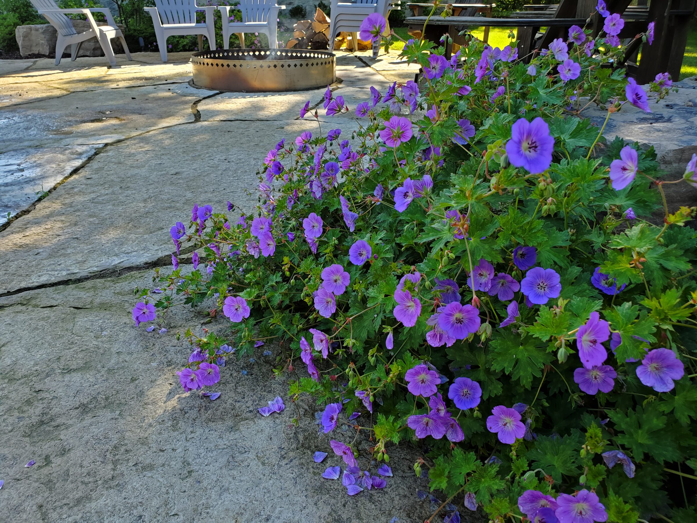 A patio with purple flowers in the foreground, outdoor seating, and a round fire pit amid a serene garden setting.