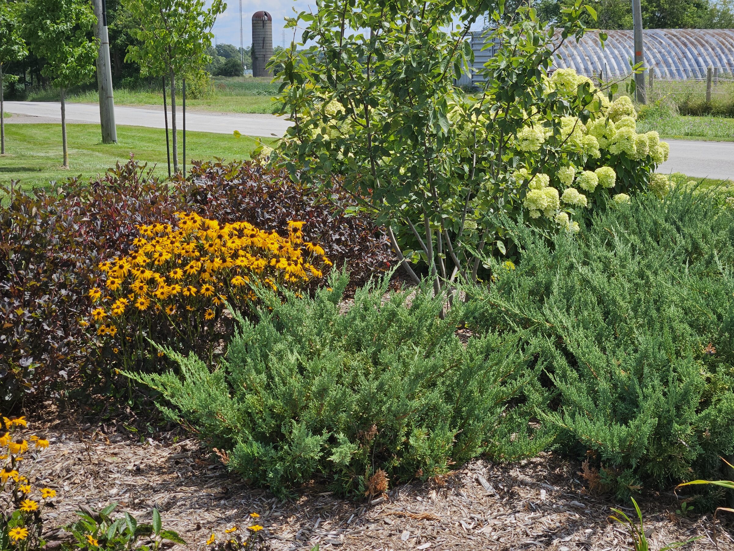 A vibrant garden with yellow flowers and greenery is situated near a road, with a distant silo and greenhouse in the background.