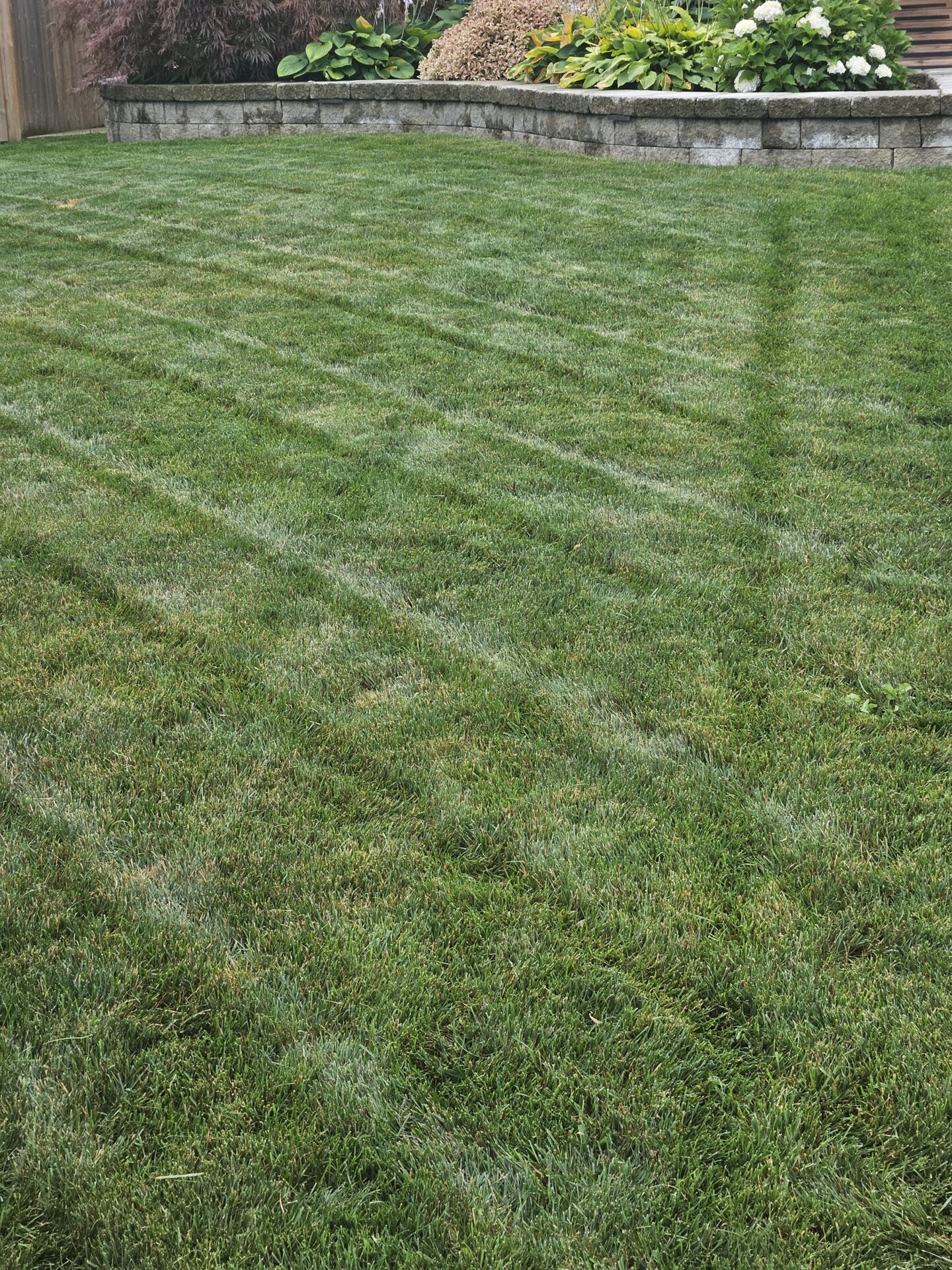 A neatly mowed lawn with visible stripes, bordered by a stone retaining wall and lush garden with various plants and flowers.