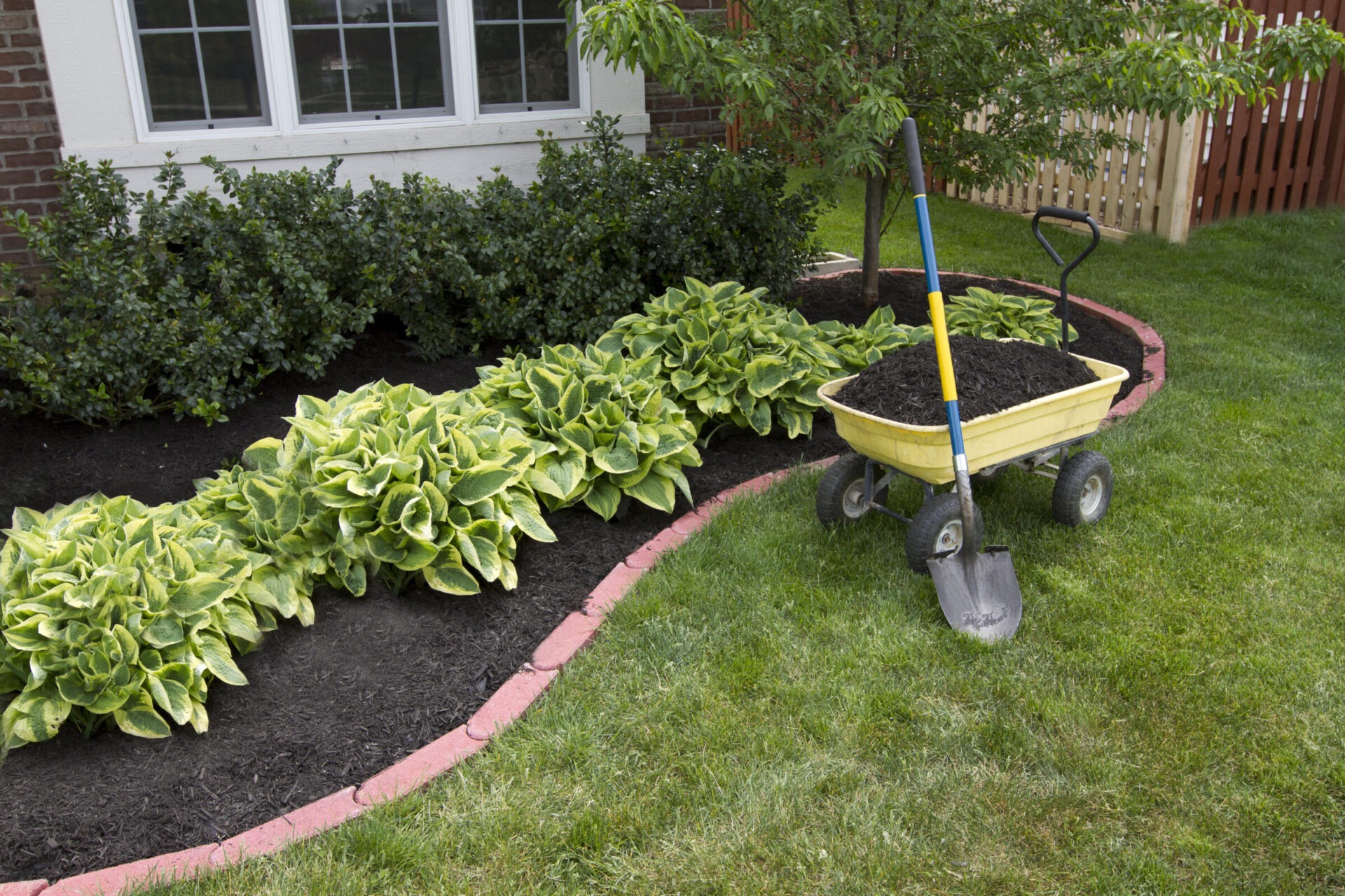 A tidy garden with hostas, mulch, and a yellow cart with a shovel, near a window and brick border.